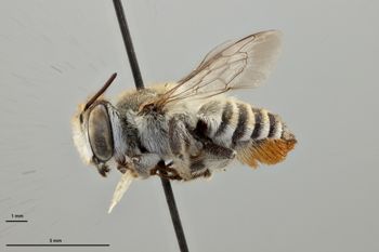 Media type: image;   Entomology 786058 Aspect: habitus lateral view